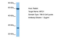 MTO1 Antibody, Novus Biologicals 100 &mu;L; Unconjugated:Antibodies, Polyclonal